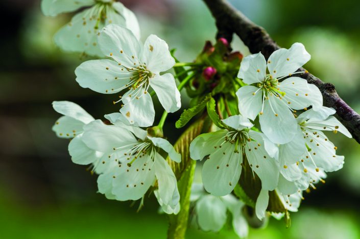 ESAF Zug - Eidg. Schwing- und Älplerfest 2019