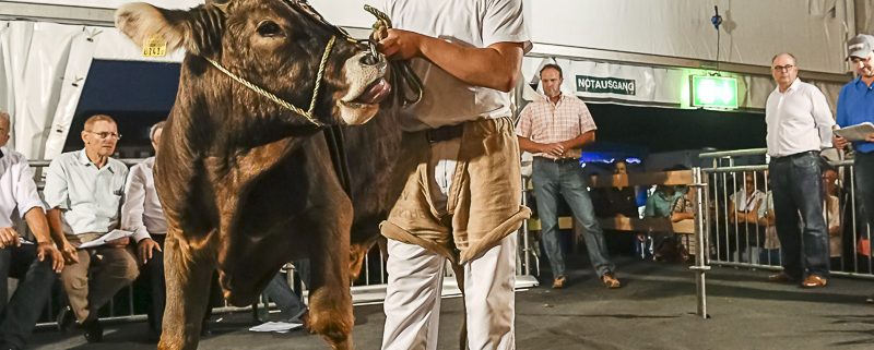 Muni Contest ESAF19